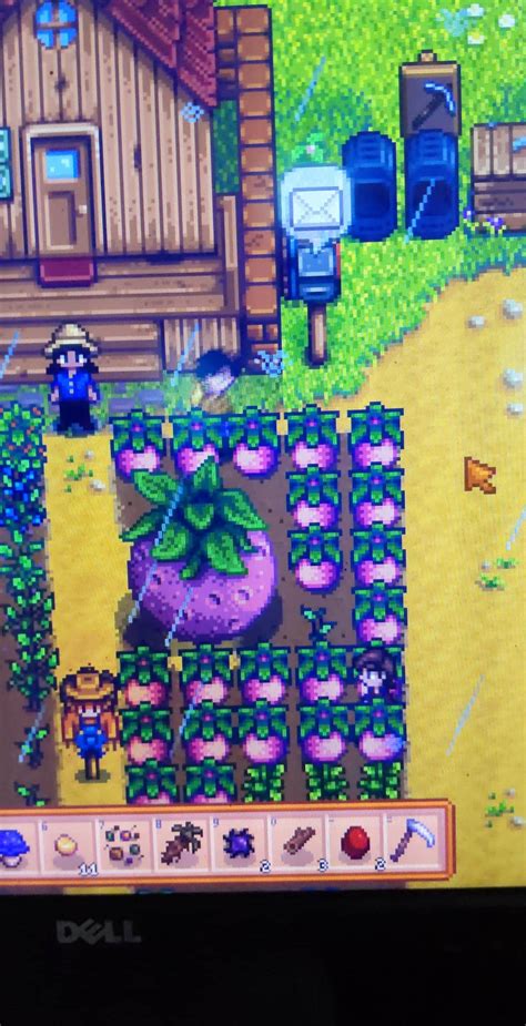 melons. tube|My first giant melon! : r/StardewValley